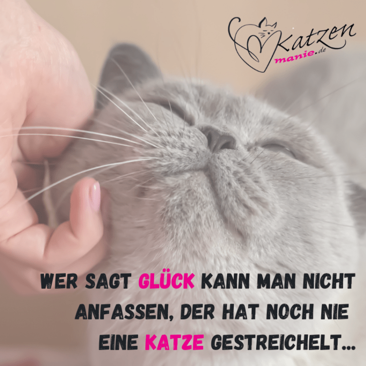 Glück anfassen Katzenmanie.de