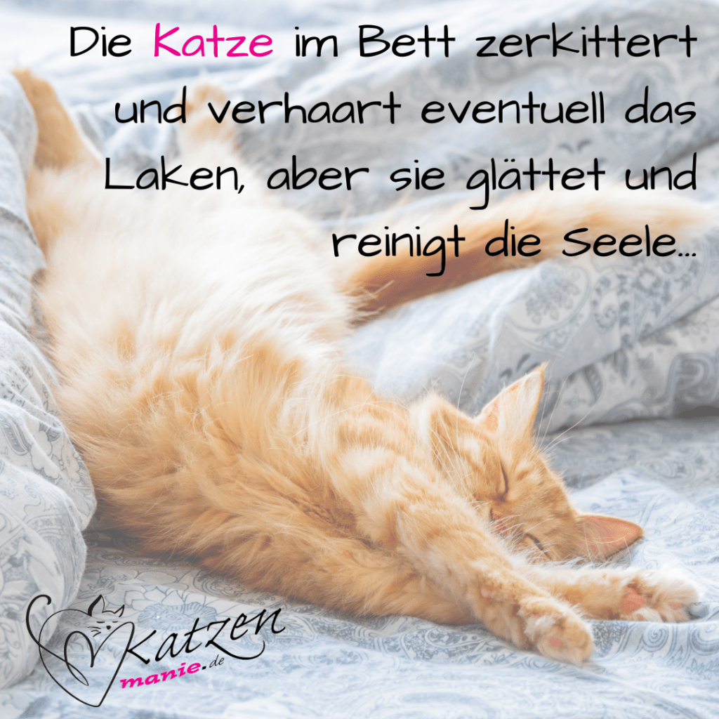 Die Katze im Bett | Katzenmanie.de