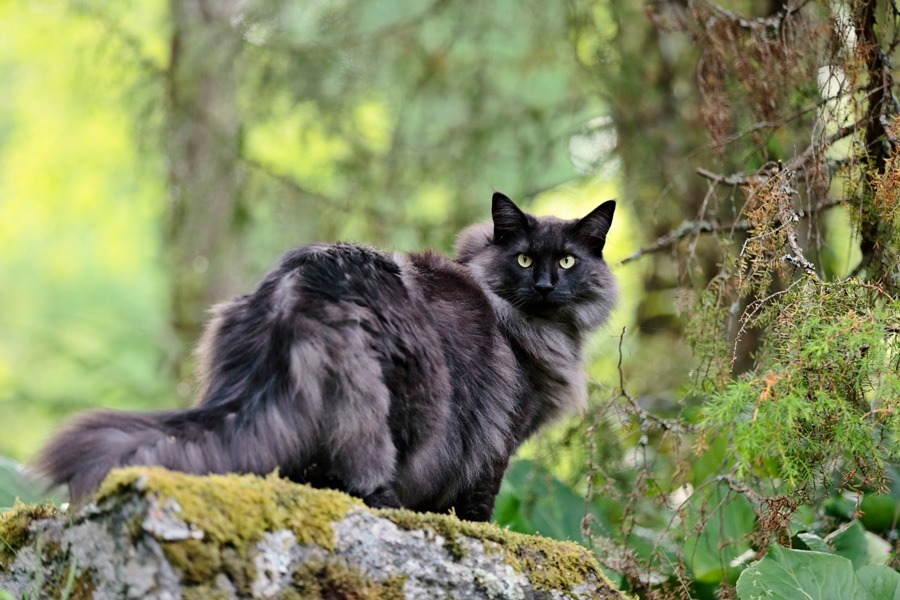 norwegische-waldkatze-schwarz