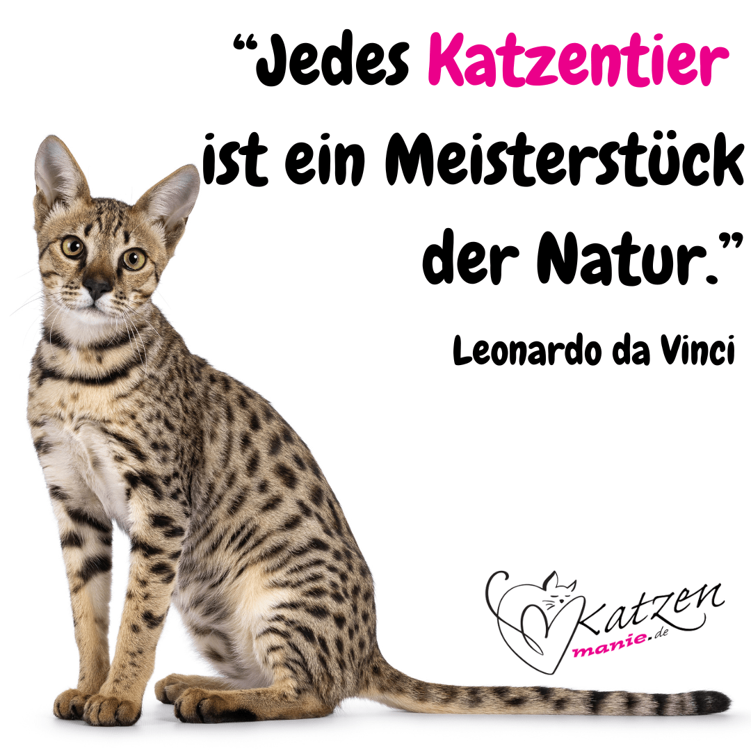 “Jedes Katzentier ist ein Meisterstück der Natur.”