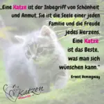 Eine katze ist