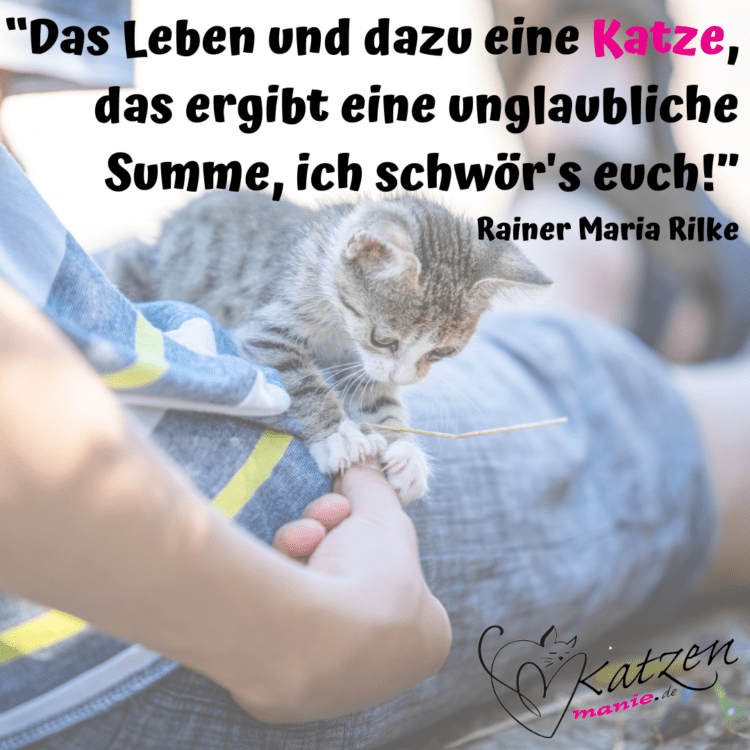 Das Leben Katzenmanie.de