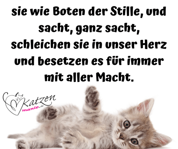 Katzensprüche Archive Katzenmanie.de