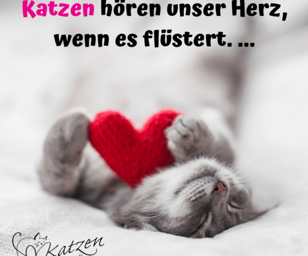 Katzensprüche Archive Katzenmanie.de