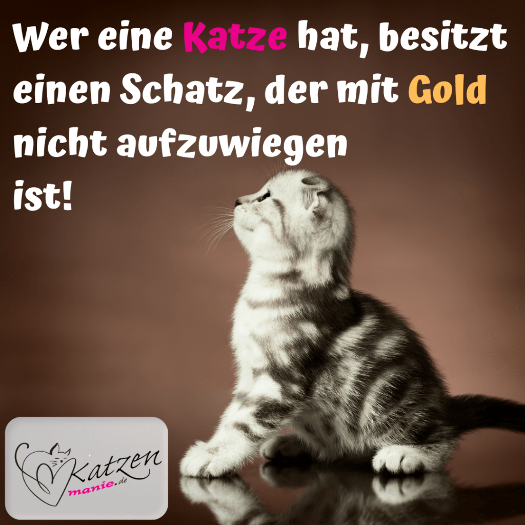 Katzensprüche Lustige & Weise Worte über Katzen