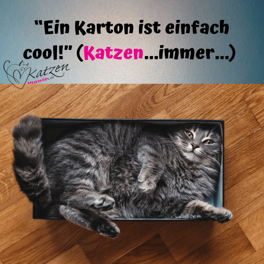 Katzensprüche Lustige & Weise Worte über Katzen