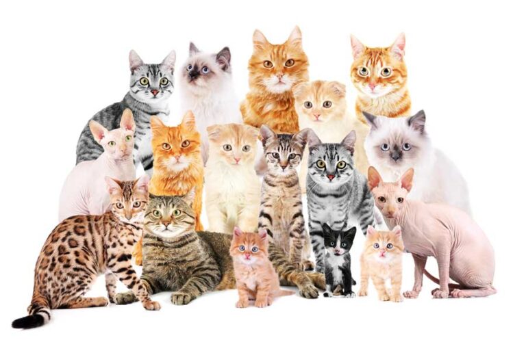 Katzenrassen im Überblick | Katzenmanie.de