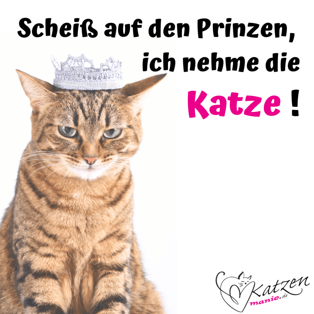 Katzensprüche Lustige & Weise Worte über Katzen