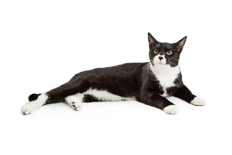 Tuxedo-Katze-liegend