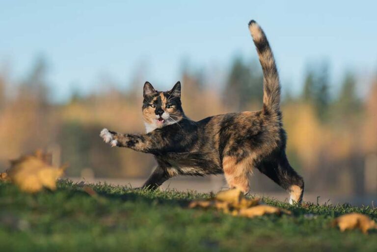 Von Was Stammt Die Katze Ab katzenmanie.de