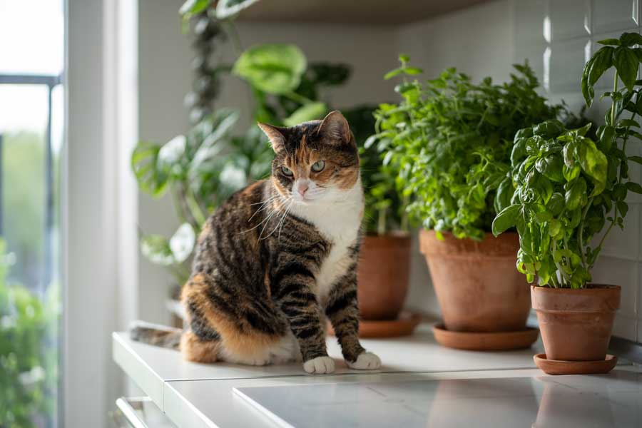 katzenfreundliche-zimmerpflanzen