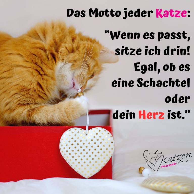 Motto der Katze Gemütlichsein in Schachteln und Herzen Katzenmanie.de