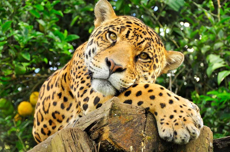 der-jaguar