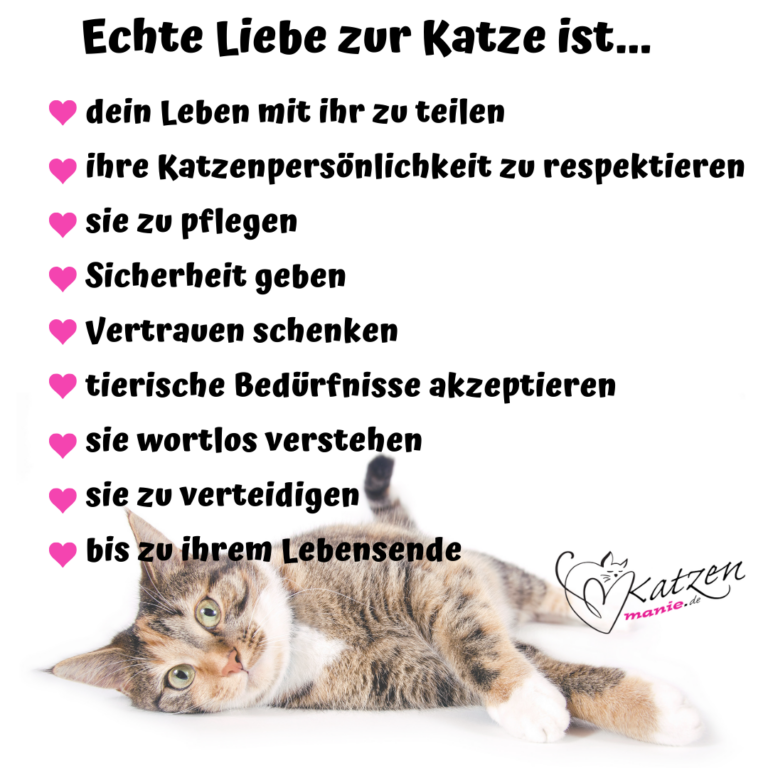 Katzensprüche: Lustige & Weise Worte über Katzen 