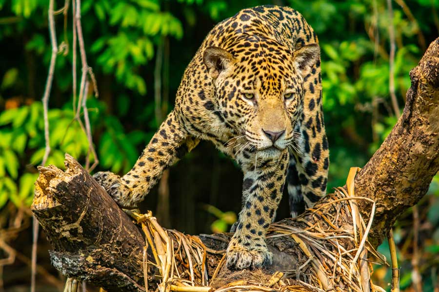 grosskatze-jaguar