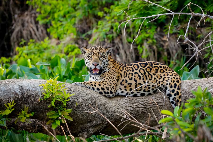 jaguar-liegend