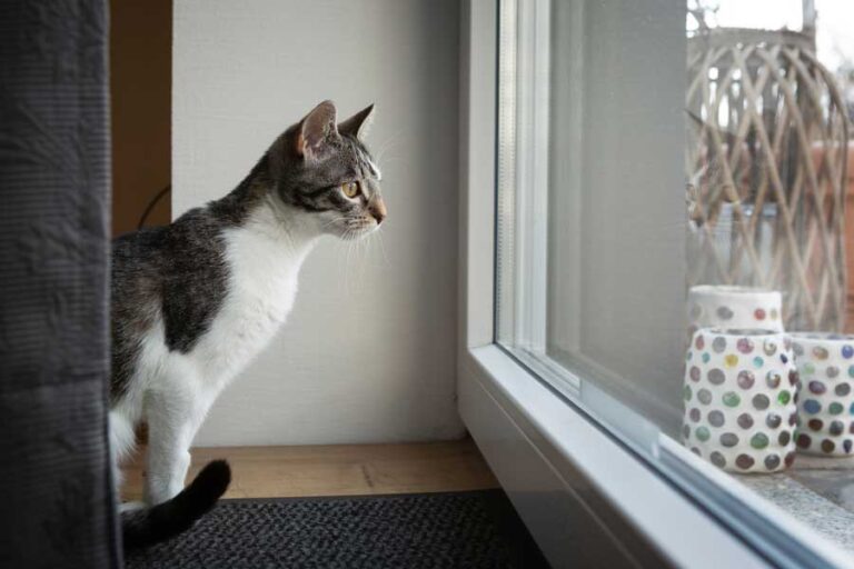 Deine Katze will nicht mehr raus? Ursachen und Lösungen Katzenmanie.de