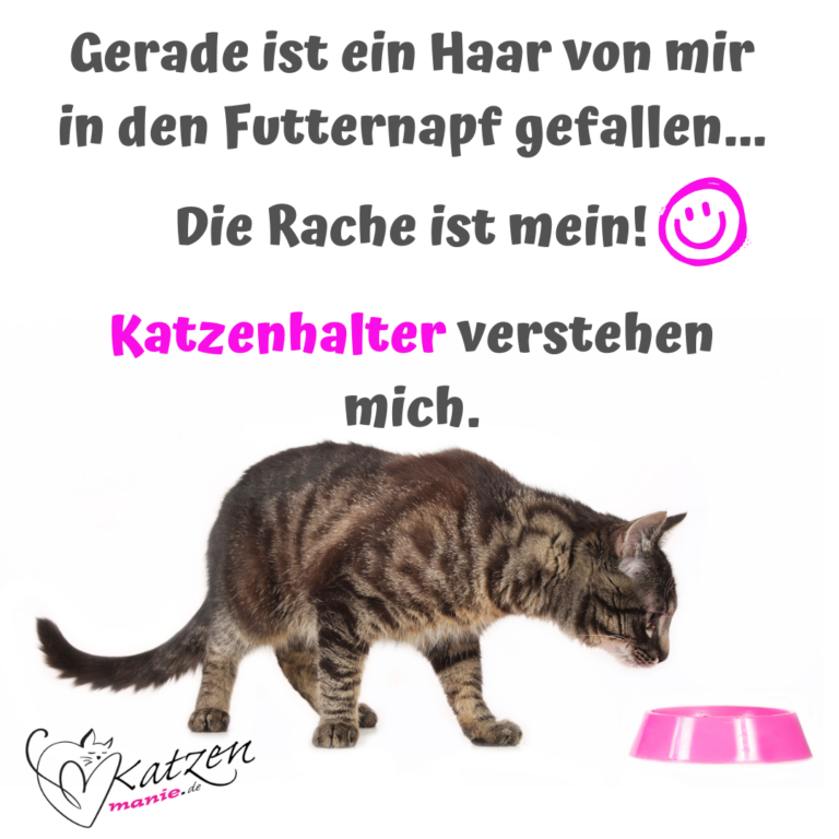 Katzensprüche Lustige & Weise Worte über Katzen