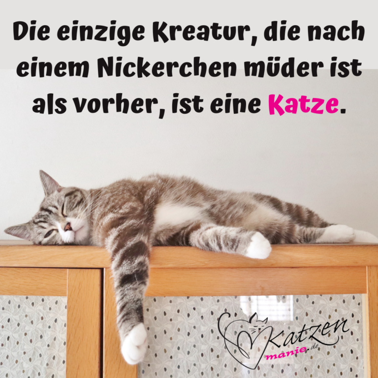 Katzensprüche Lustige & Weise Worte über Katzen