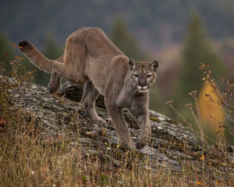 Großkatzen: Wächter der Wildnis und ihre Geheimnisse | Katzenmanie.de