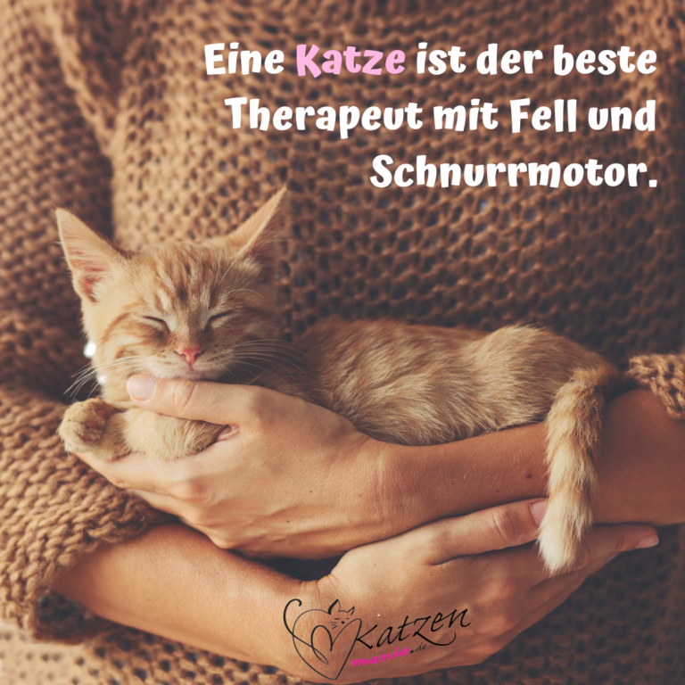 Katzensprüche Lustige & Weise Worte über Katzen
