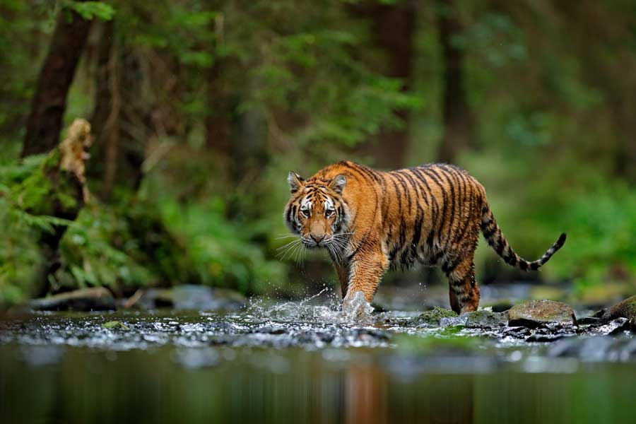 tiger-in-freier-Wildbahn