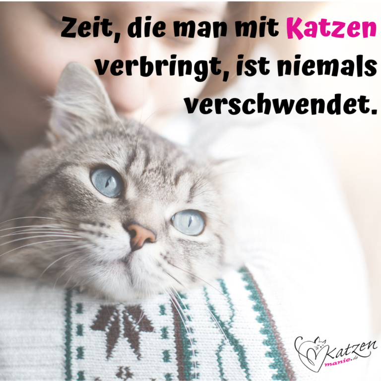 Katzensprüche Lustige & Weise Worte über Katzen