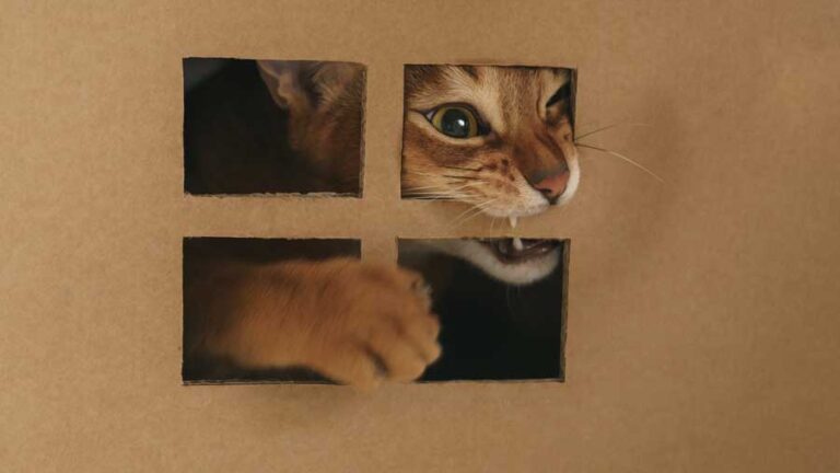 Katzenklo Unterlage Katzenstreumatte – Unterlage Für Katzenklo, Sauber Und Rutschfest Katzenstreu Klumpstreu