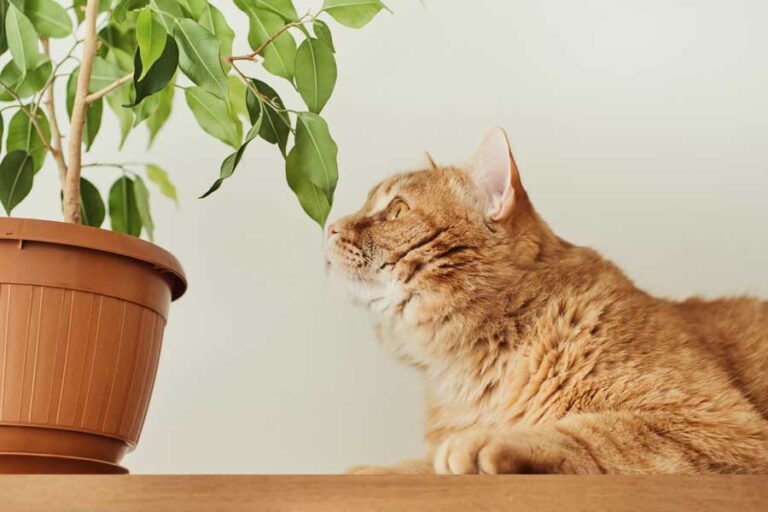 Giftige Pflanzen für Katzen Ein Ratgeber