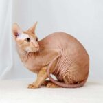 Peterbald-