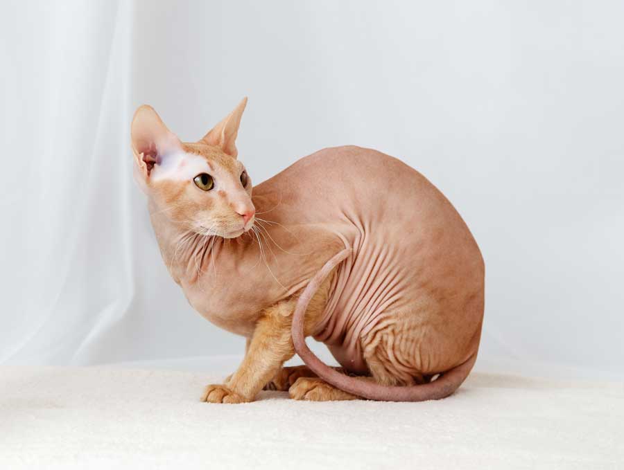 Peterbald-