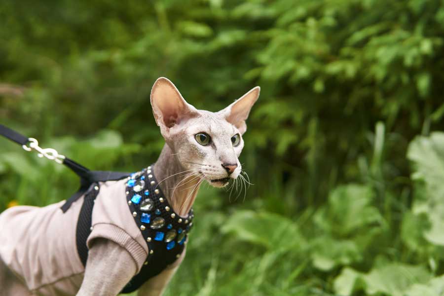 gassi-peterbald