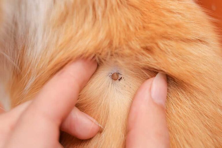 Kopf Von Zecke Stecken Geblieben Katze Zeckenkopf stecken geblieben bei Katze – Was tun?