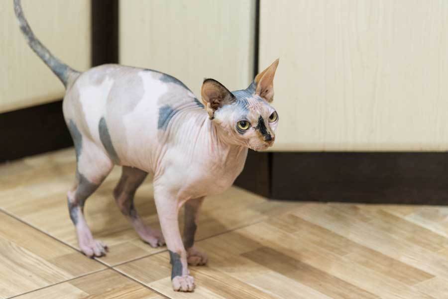 nacktkatze-Peterbald