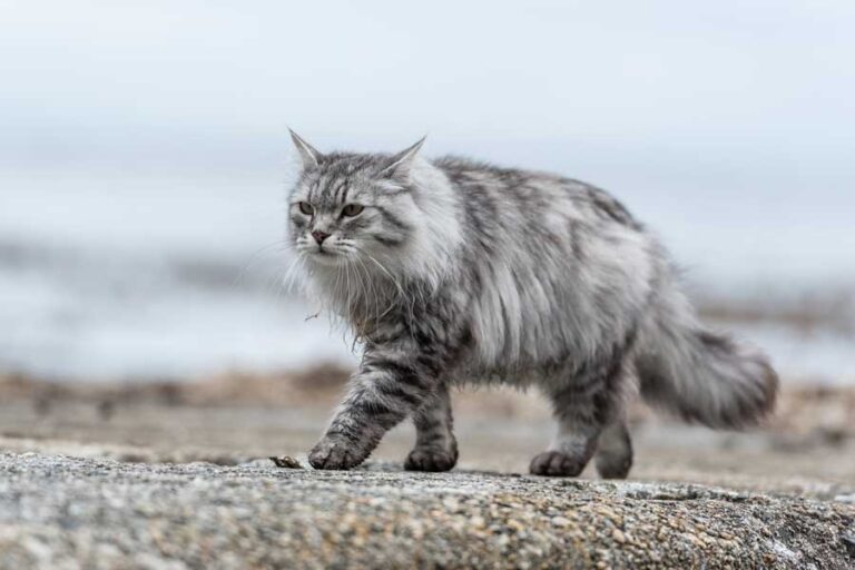 Was ist ein Serval Katze? | Katzenmanie.de