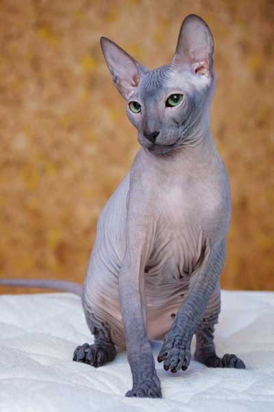 sitzende-peterbald-katze