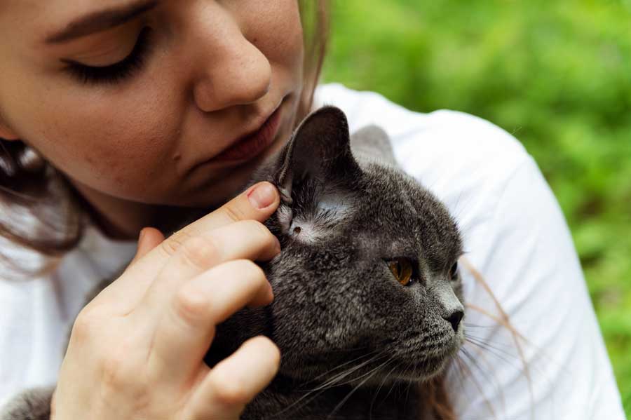 zecke-bei-katze-entdeckt