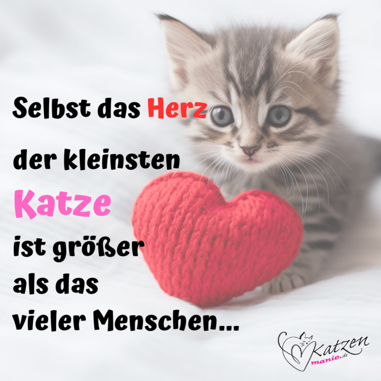 Katzensprüche Lustige & Weise Worte über Katzen