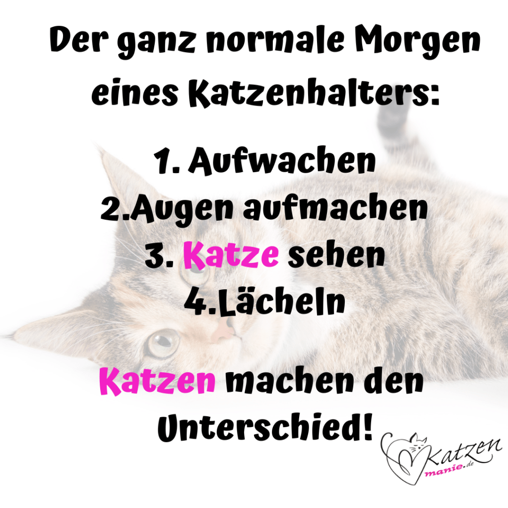 Katzensprüche Lustige & Weise Worte über Katzen