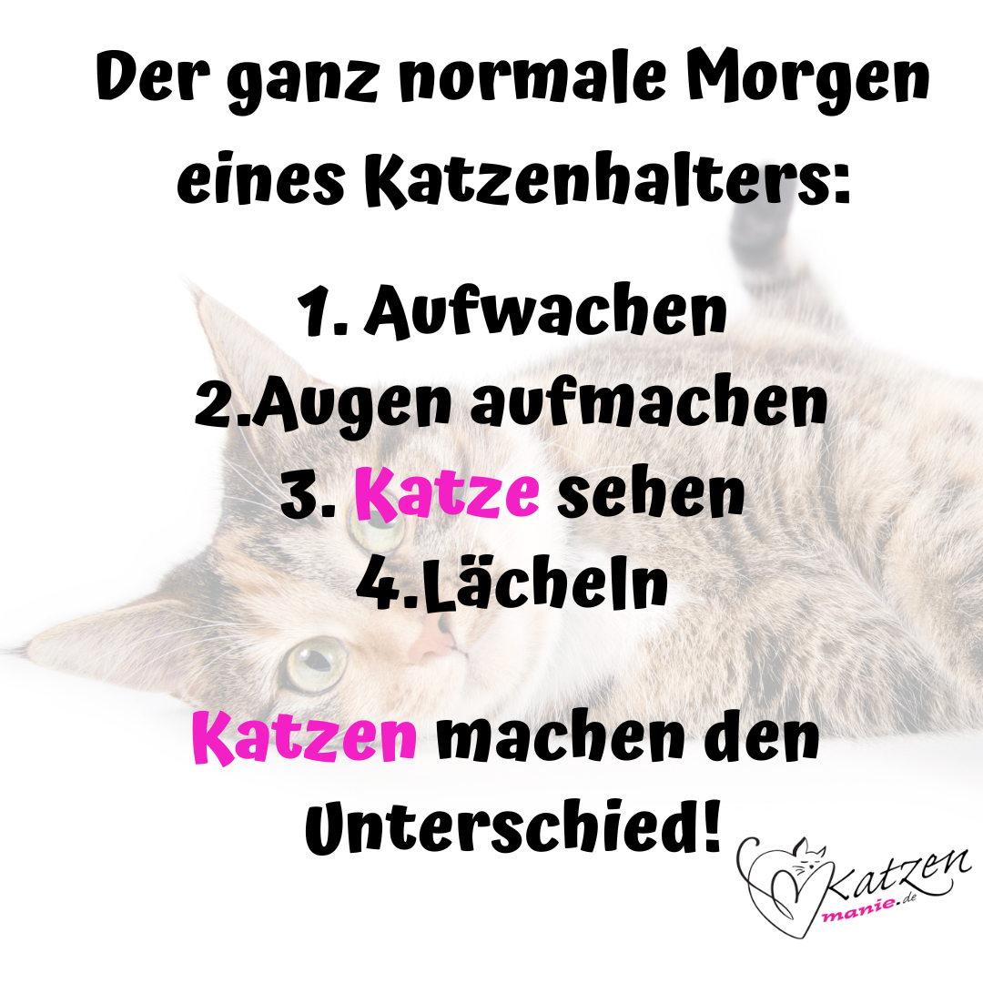 normaler morgen katzenhalter