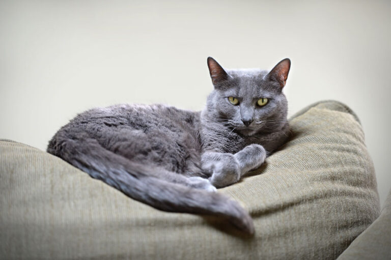 Wie merke ich ob meine Katze Wasser in der Lunge hat? Katzenmanie.de