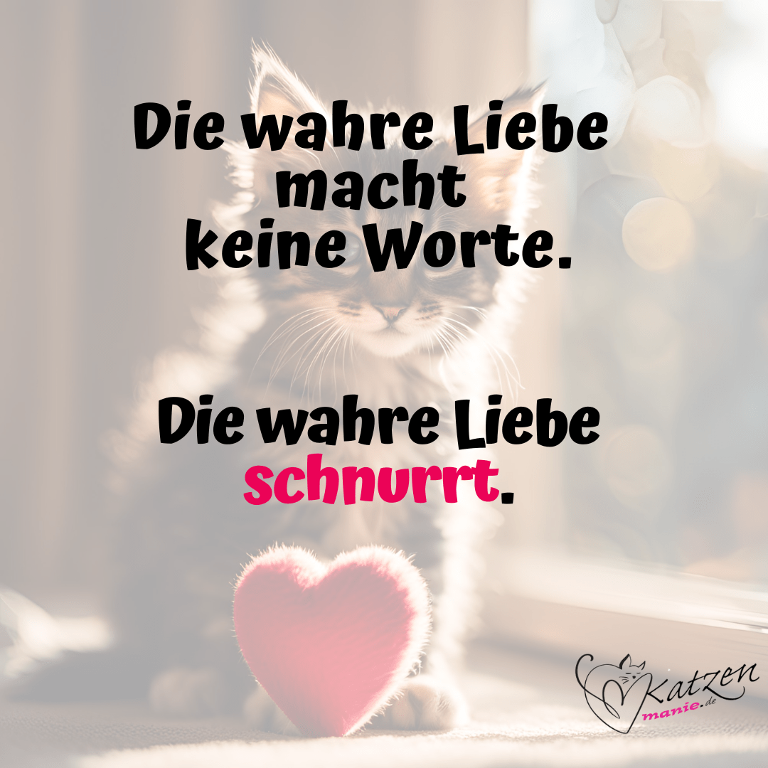 Die wahre Liebe macht keine Worte. Die wahre Liebe schmurrt.