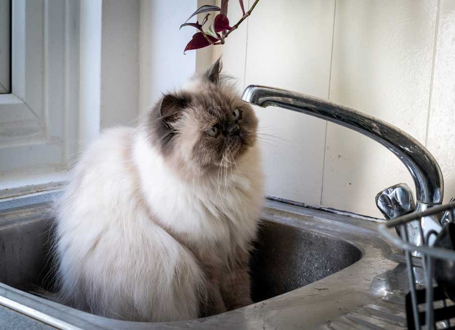 Himalayan-Katze-long-hair