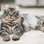 Katzenrasse American Curl