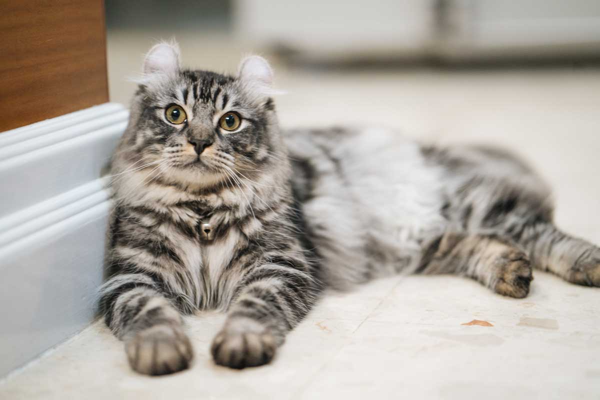 Katzenrasse American Curl