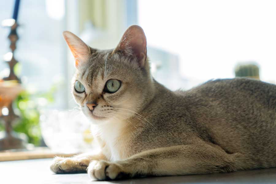 Singapura Katze