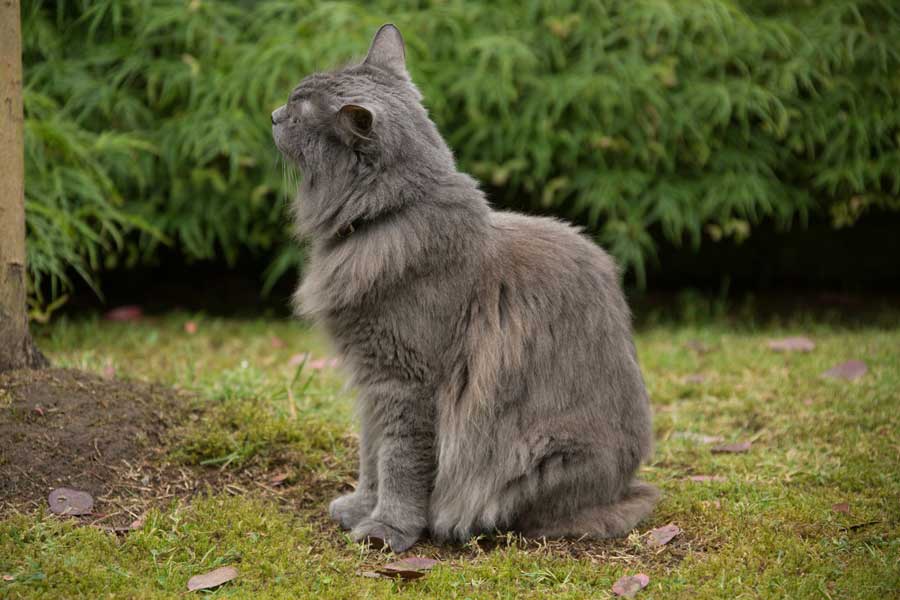 nebelung-katze