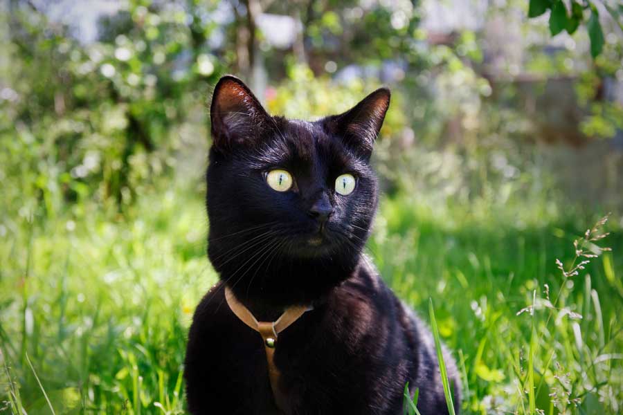 Bombay-Katze-mit-geschirr