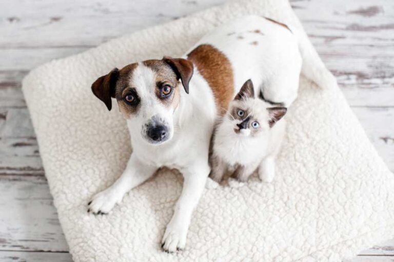 Katze und Hund aneinander gewöhnen – Tipps & Tricks