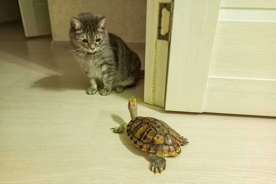 Katze-schildkroete